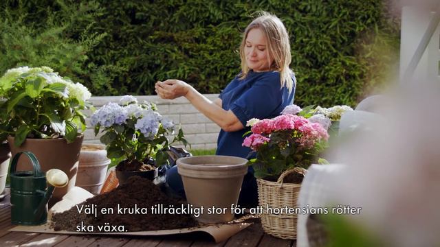 Hur du tar hand om din krukhortensia смотреть онлайн