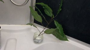 Гибискус Купера размножение и пересадка