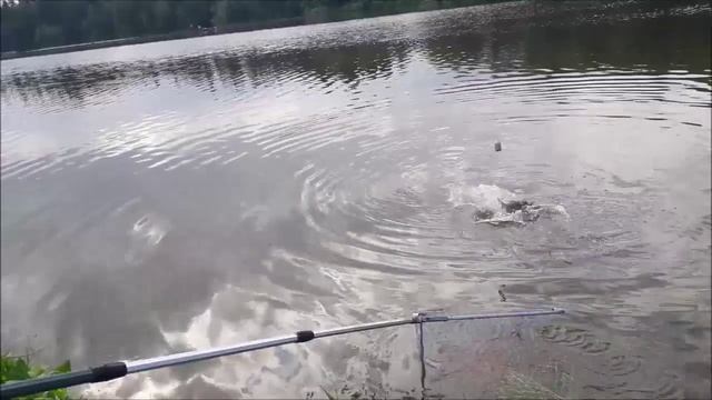 Клевое Место д. Савельево поимка карпа 3 сектор смотреть онлайн