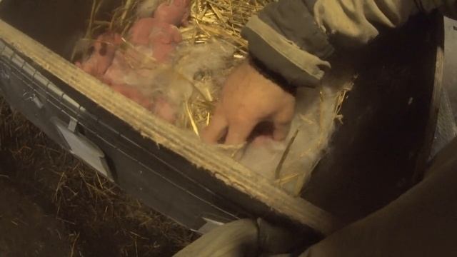 1 Января сбежали кролики в хозяйстве Вовки Сибиряка смотреть онлайн