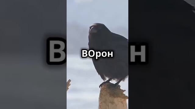 Притча Ворон и Орел.