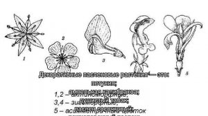 Семейство Пасленовые — признаки пасленовых