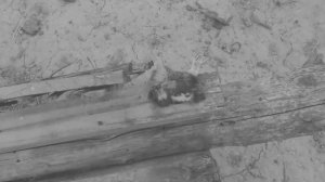 Цыплята и гусята. Кто-то оторвал голову цыплятам.