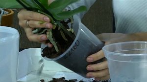 ВЫРАЩИВАНИЕ ОРХИДЕЙ ОТ А ДО Я.  Выбор растения, уход, пересадка