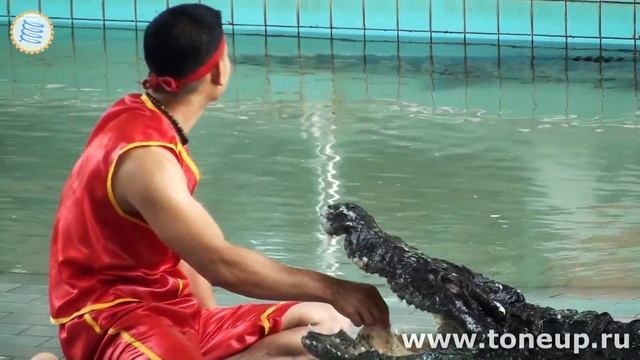 Шоу с крокодилами в Паттайе
