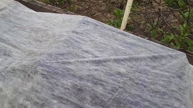 Мы забыли о гусеницах на капусте. Или как обмануть бабочку-капустницу! смотреть онлайн