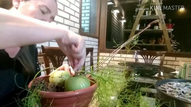 CEBOLA TREPADEIRA - PROPAGAÇÃO POR CASCAS E CUIDADOS смотреть онлайн