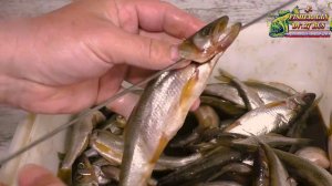 Ищите новый рецепт засолки корюшки? Попробуйте этот, вяленая корюшка, просто 10 из10, рекомендую.