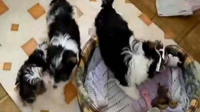 Щенки, бивера и йоркширские терьеры смотреть онлайн