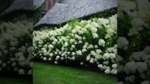 Гортензия и красивые идеи сада в ландшафтном дизайне.