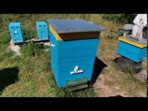 Осенние работы на пасеке. Объединение через газету.  Нашли семью трутовку
