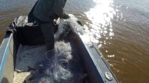 Голодная рыбалка сетями на Амуре. Лов кеты, лосося.