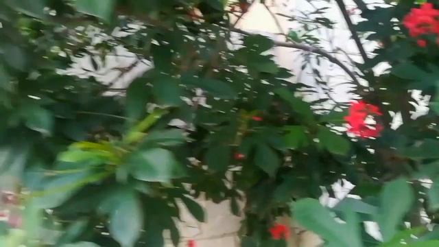How to grow and care Jatropha Plant / Permanent flowering plant смотреть онлайн