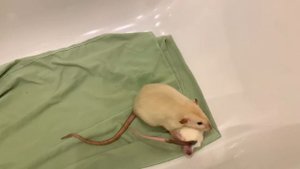 КАК ПРОХОДИТ ОБЩЕНИЕ НОВОГО КРЫСЕНКА СО ВЗРОСЛЫМИ КРЫСАМИ | ПОДРУЖИЛИСЬ ИЛИ НЕТ | ЗНАКОМСТВО КРЫС