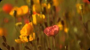 Цветочная поляна