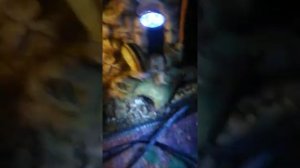 Угорь в аквариуме