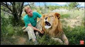 Лев ЛОРД или КАК Я СТАЛ ВОЖАКОМ ЛЬВОВ!