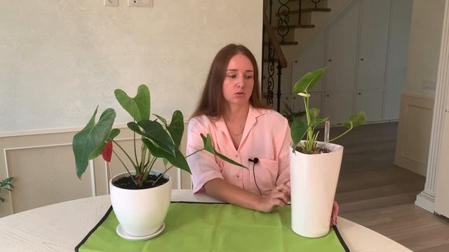 №15. Антуриум. Результат обрезки, 3 месяца спустя. смотреть онлайн