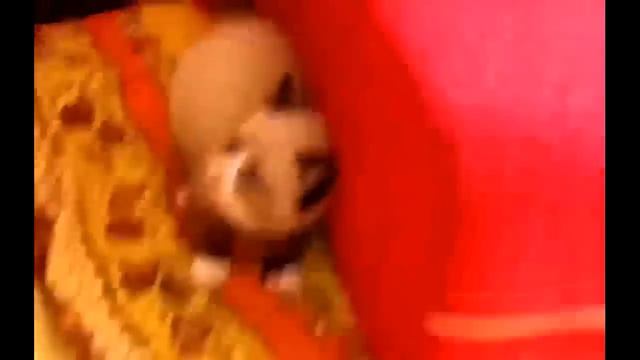 Пушистый кот! смотреть онлайн