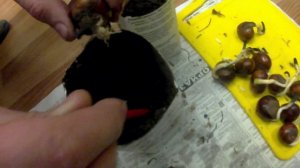 Как посадить каштан на саженцы?-2 этап //пикировка