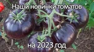 Наши новинки редких сортов томатов на 2023 год
