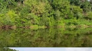 Летняя река и лес в деревне.