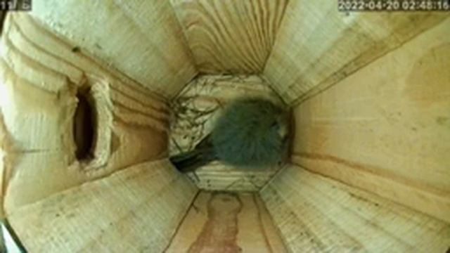 гнездо большой синицы онлайн 19-20.04.2021 года. город Калуга смотреть онлайн