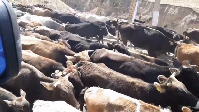 Стадо корова смотреть онлайн