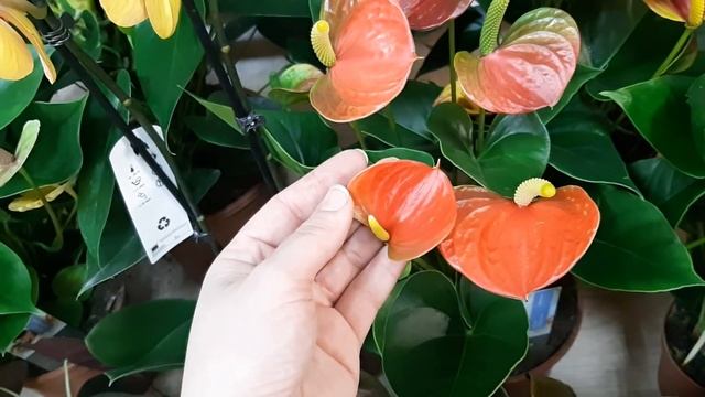 Обзор нового поступления комнатных растений от 16.11.2020г. смотреть онлайн