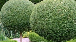 Как подготовить растения на штамбе к зиме?