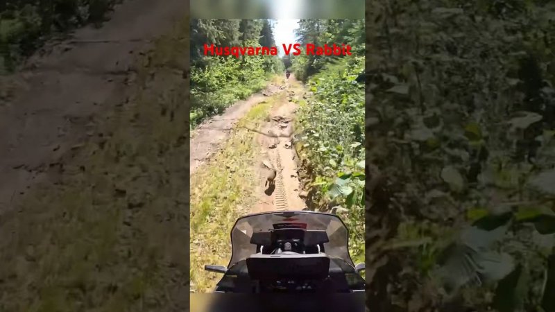 Чуть не раздавил зайца в лесу//Husqvarna VS Rabbit   #shorts