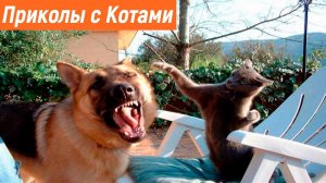 Лучшие приколы с котами / Смешные видео про кошек и собак