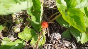 Клубника сорта Московский деликатес. Созревание ягоды. 26 июня 2022. Улан-Удэ. Бурятия.