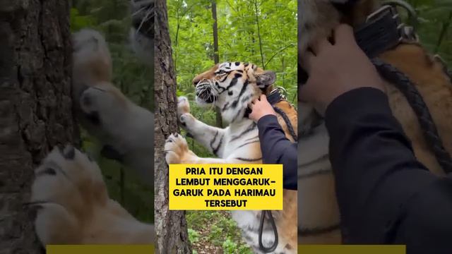 jangan sampai menyesal😱😱😱 #harimau #tiger