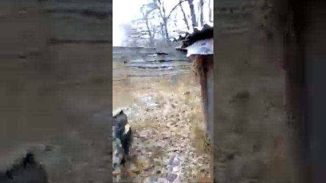 притравка по кабану Шмель 5 мес. и Бой 4 мес. смотреть онлайн