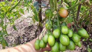 Эти сорта Томаты буду сажать Самые урожайные Томаты  Самые  вкусные помидоры