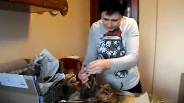 Саженцы малины и ежевики из Крыма  от Людмилы Авиной