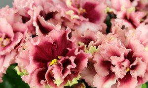 СРОЧНО! СРОЧНО! ОТКРЫЛАСЬ ВЫСТАВКА-ПРОДАЖА "ДАЧА, САД, ЛАНДШАФТ" НА ВДНХ !!! КОЛЛЕКЦИЯ ФИАЛОК!!!