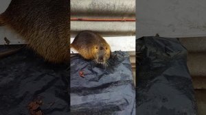 нутрия живой вес 11месяцев.