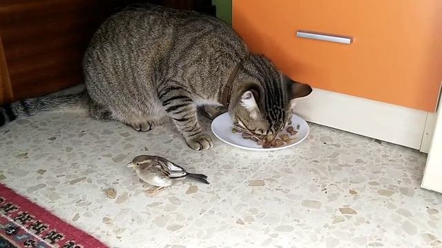 Сколько должен весить кот (кошка)