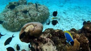 Домашний риф острова Тодду, Мальдивы 16.12.2022