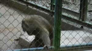 Macaque cleaning his ears