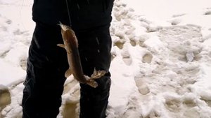 Рыбалка на Дубешне 03.02.2018 г. Очередной клёвый денёк ✌