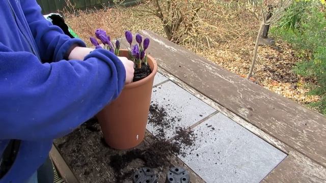 Potting Spring Flowers смотреть онлайн