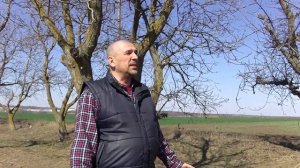 Болезни грецкого ореха