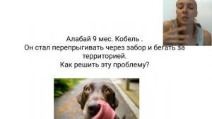 Собака перепрыгивает забор ? Собака сбегает из дома что делать? как отучить убегать?