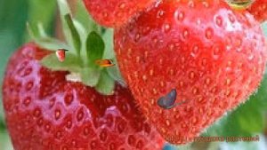 Земляника садовая Сонсейшн (fragaria sonsation) ? обзор: как сажать, рассада земляники Сонсейшн
