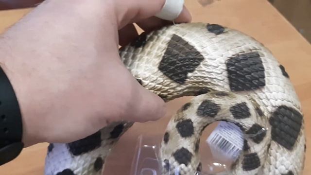 Фигурка змеи ромбический гремучник Safari Ltd 269329 смотреть онлайн