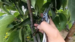 Летняя формировка и обрезка колоновидной яблони.