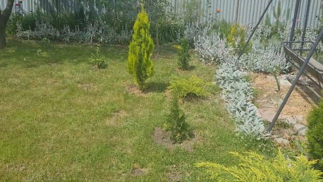 Обзор моего сада спустя 3 года, туи, можжевельники, живая изгородь, доберман Анубис, новый газон ит смотреть онлайн